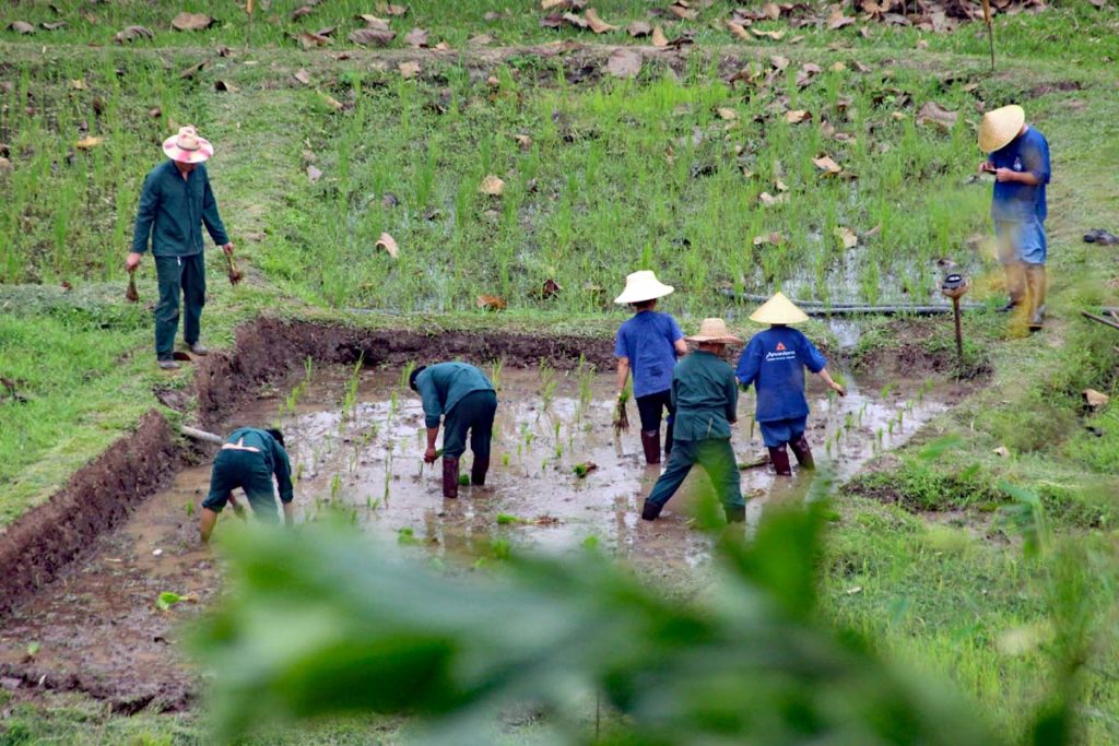 Reisfelder mit Bauern