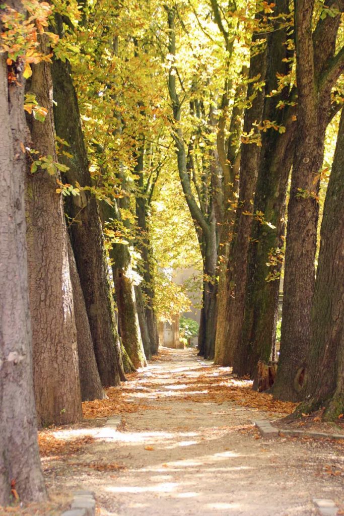 Baumallee auf dem Friedhof Paris