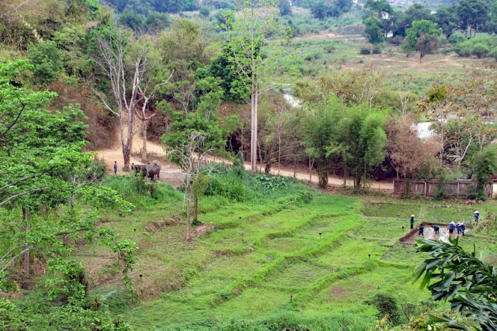 Blick über die reisefelder