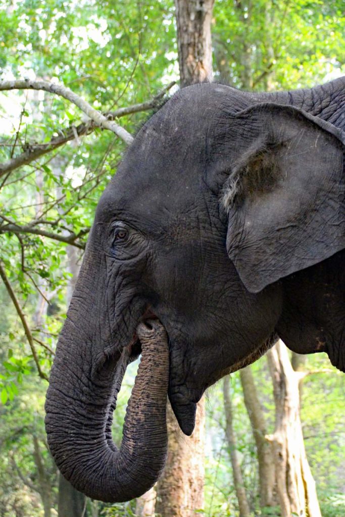 Elefantenkopf Golden Triangel Elephant Camp