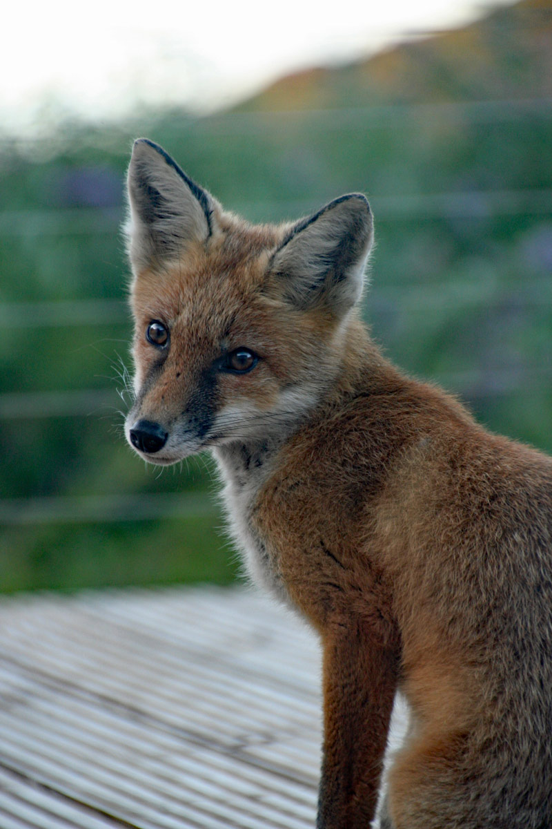 Füchse vor Treth House