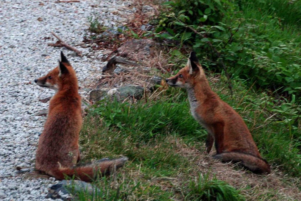 Fuchs vor Treht House Cornwall
