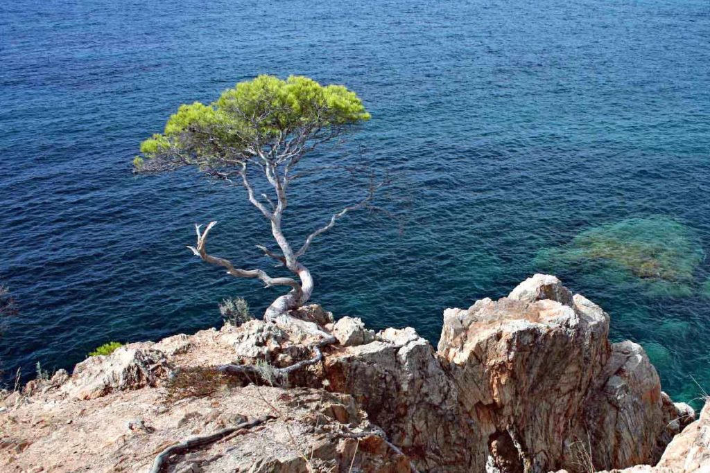 Eine Krüppelkiefer auf einem Felsvorsprung