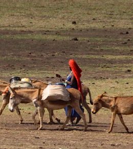 Frau mit Eseln in der Serengeti