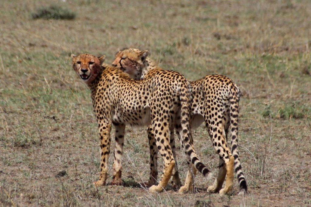 Gepardenpaar