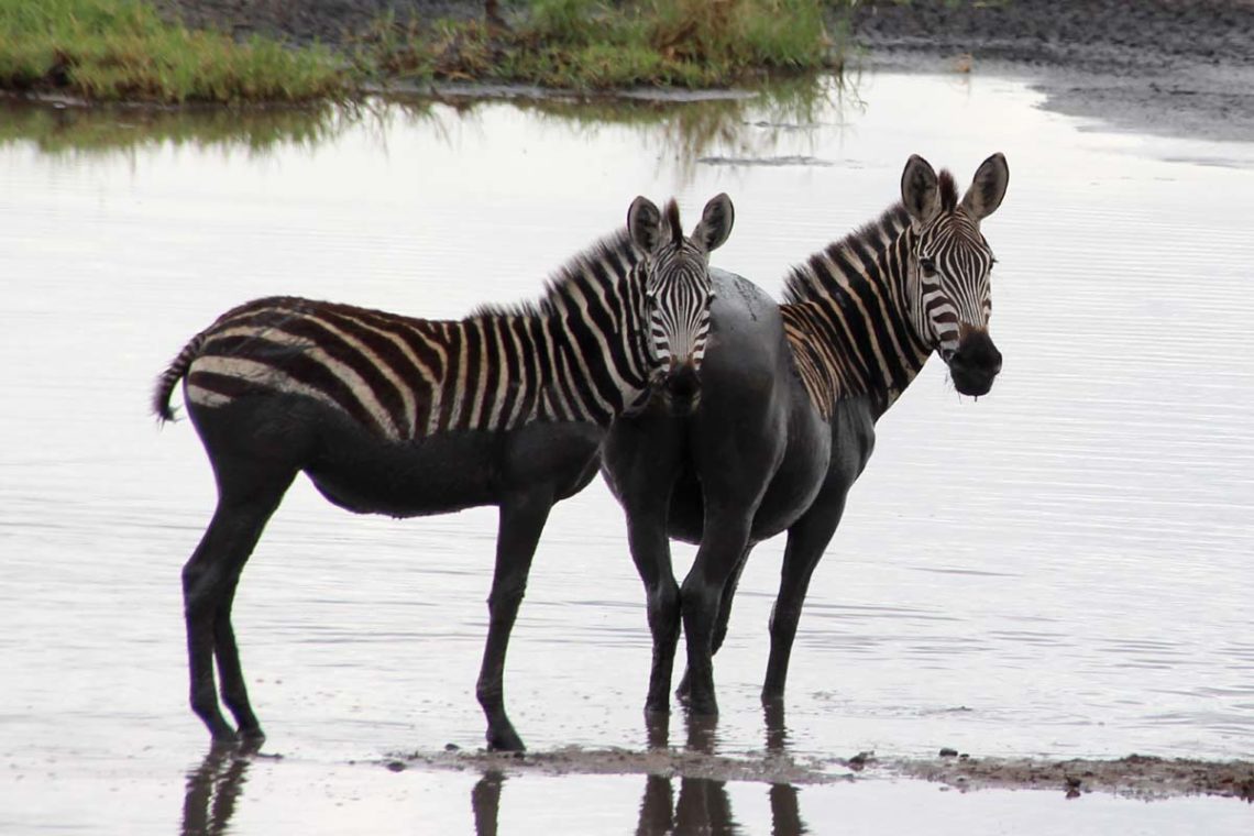 Zebras in Tarangire National Park
