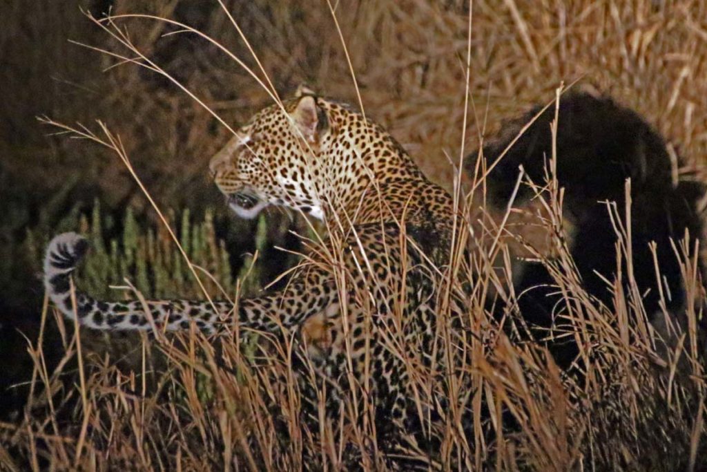 Nachtpirschfahrt Leopard