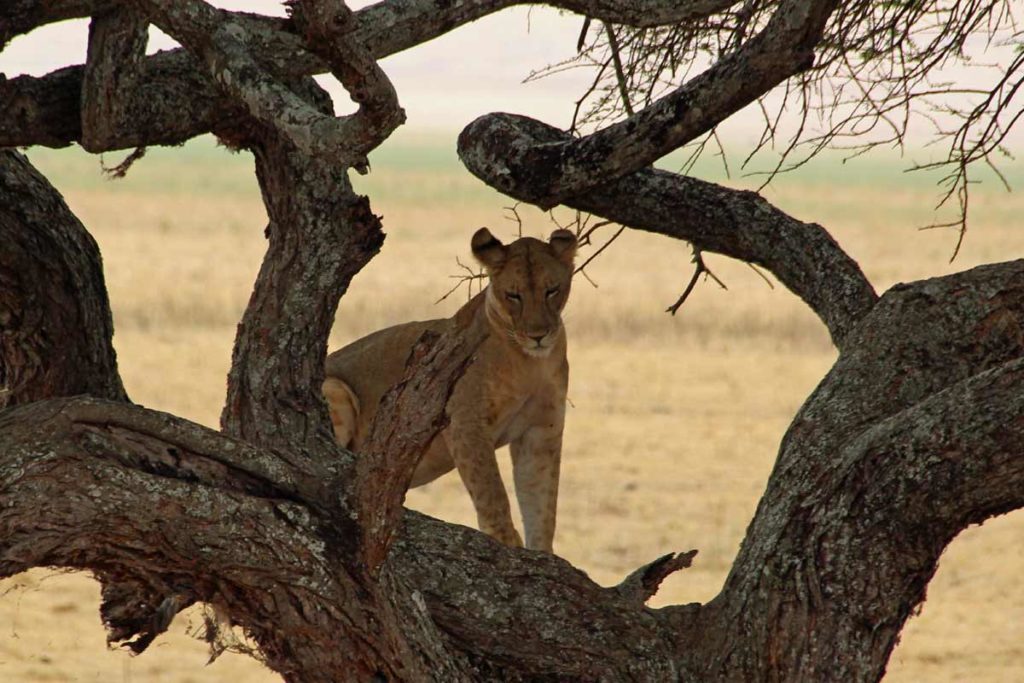 Löwe auf Baum Tansania