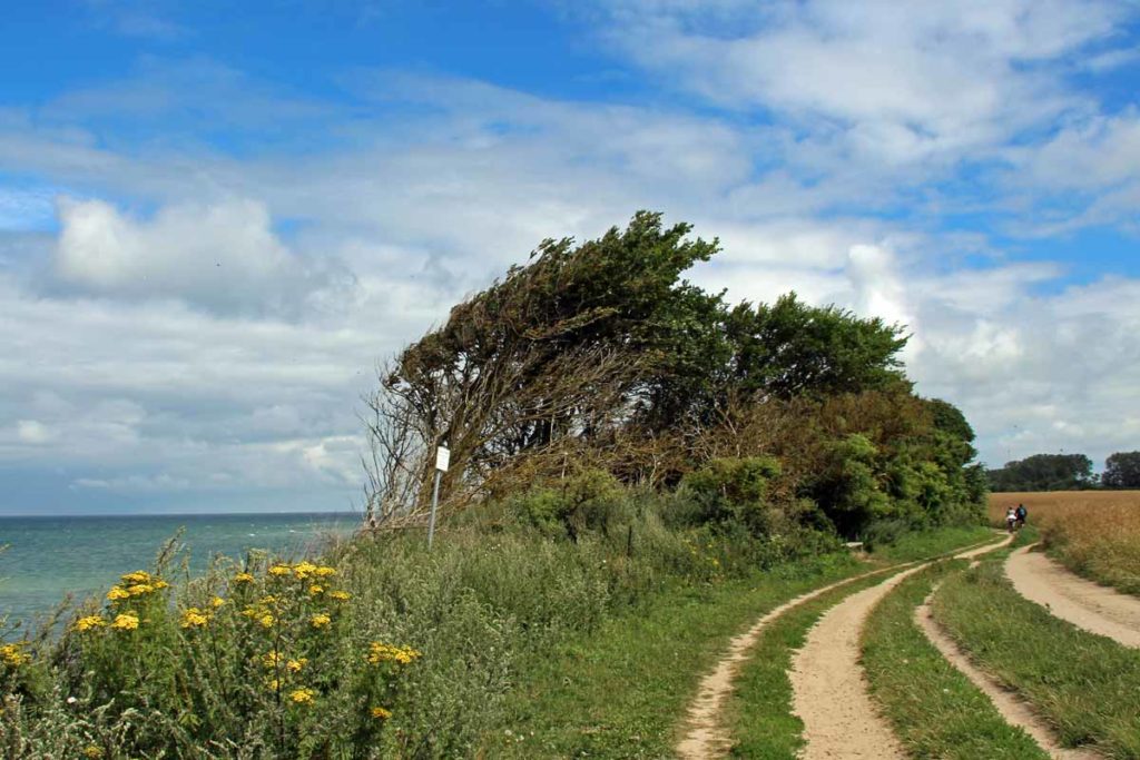 Windflüchter Hohes Ufer
