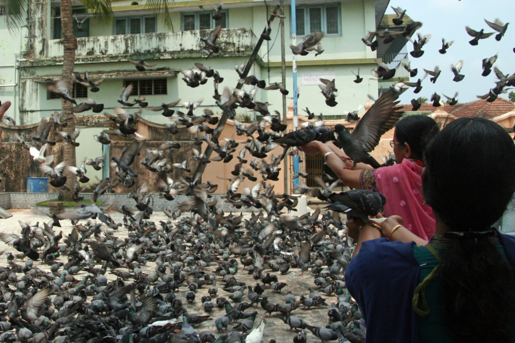 Tauben Kerala