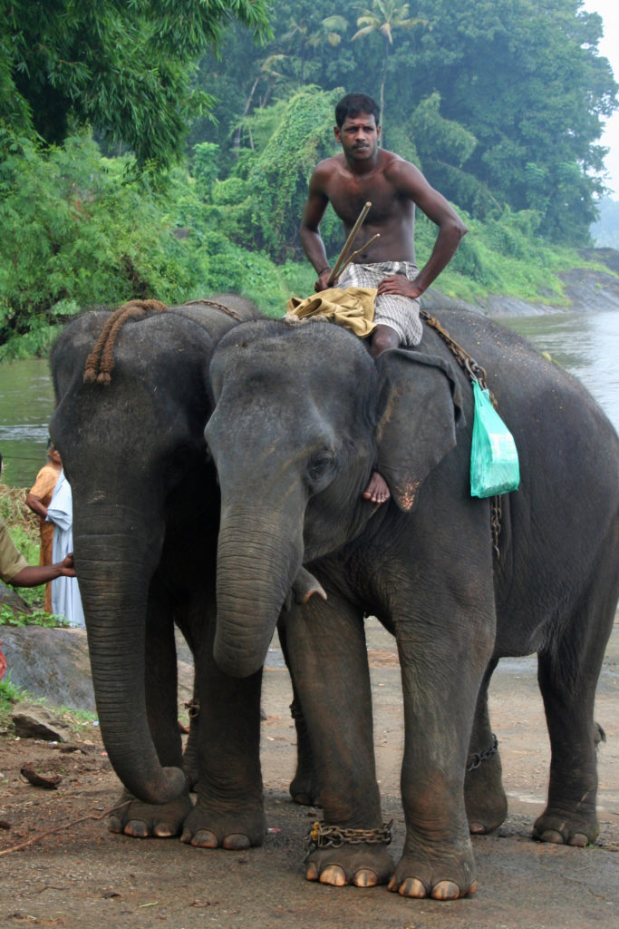 Elephant Training Center