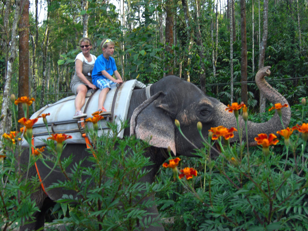 Elephant Junction Kerala
