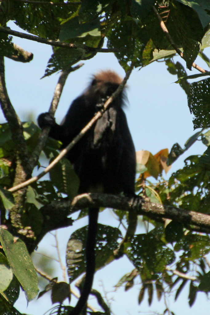 Periyar Nationalpark Kerala