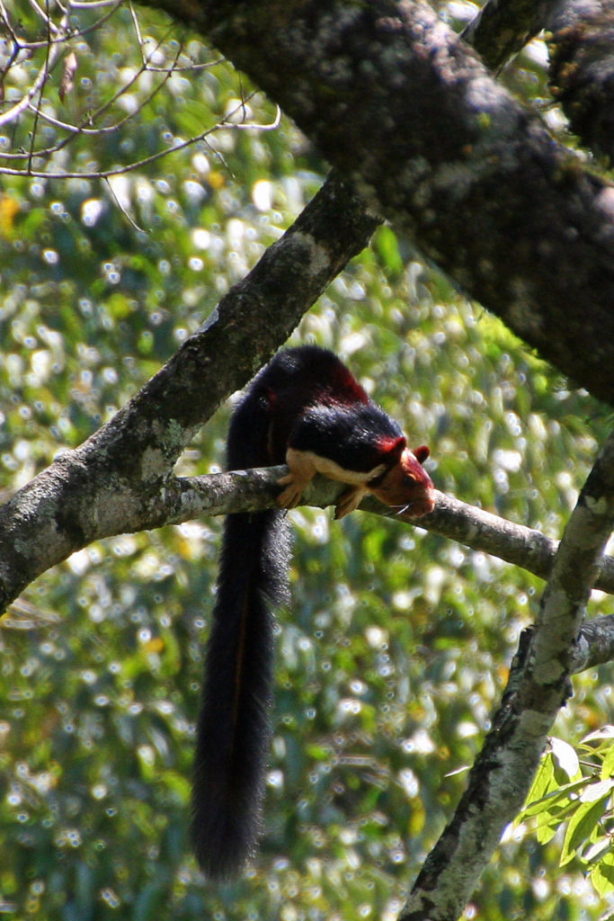 Kerala Periyar Nationalpark