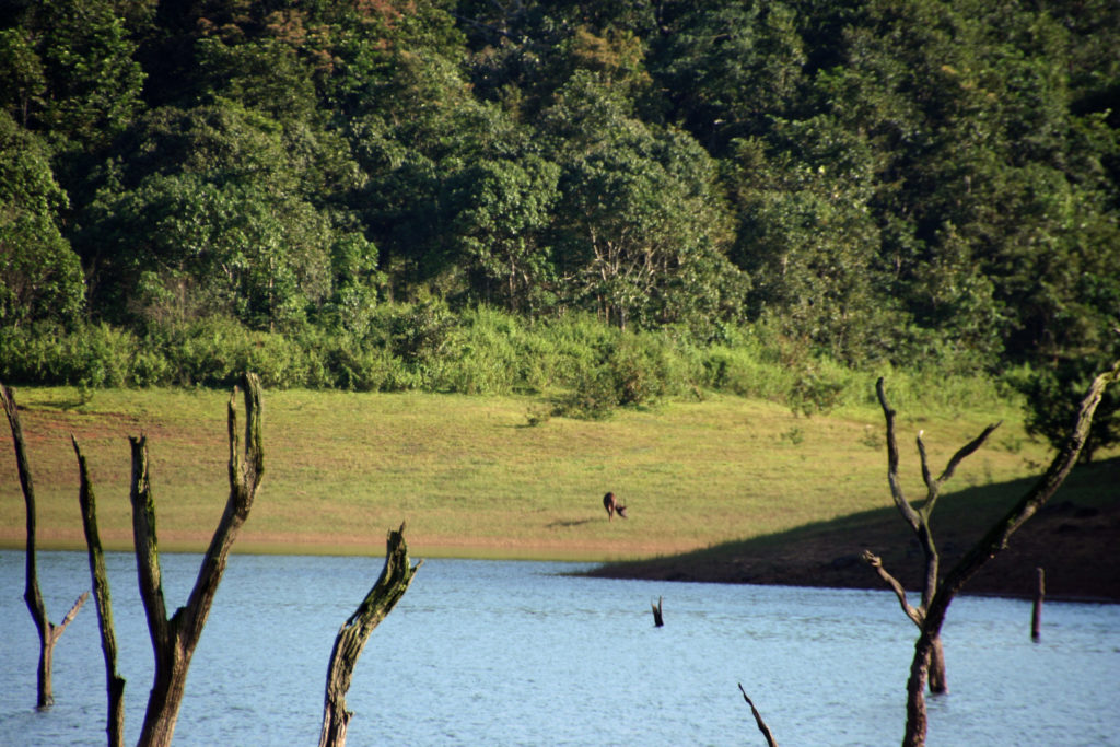 Periyar National Park