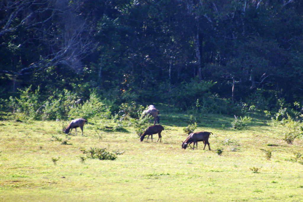 Kerala Indien Periyar NAtionalpark