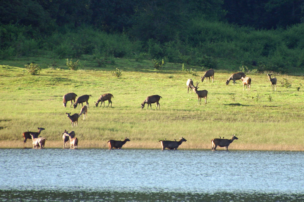 Periayard Nationalpark
