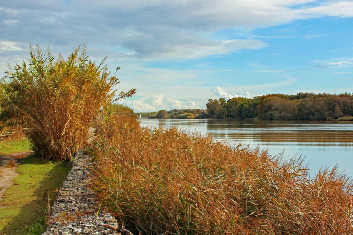 Macchia di Migliarino Versilia