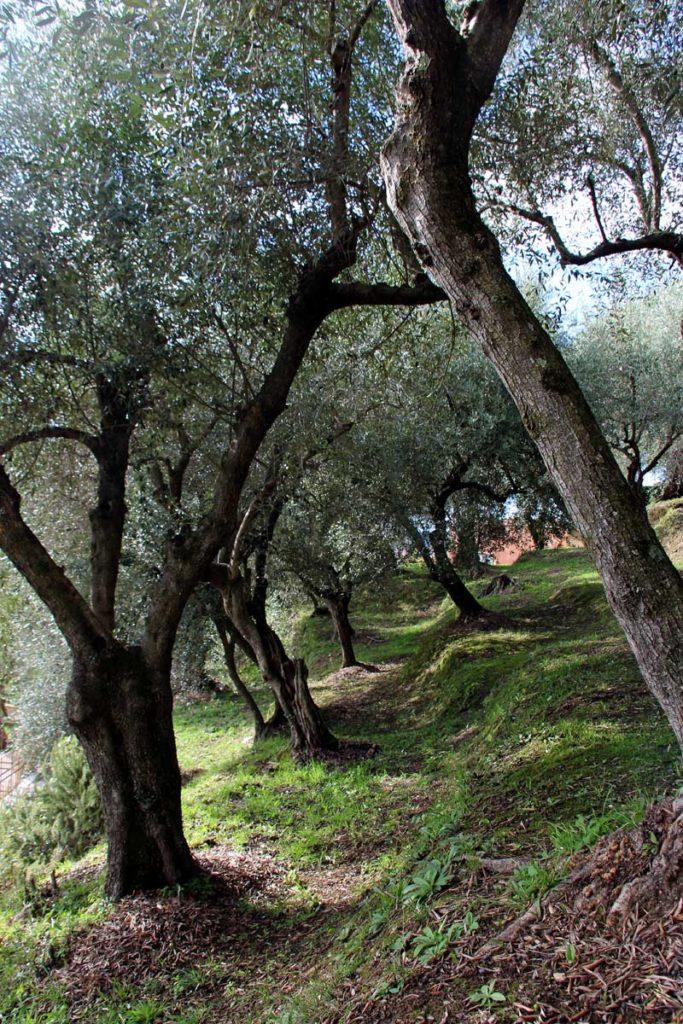 Olivenhain Pietra Santa