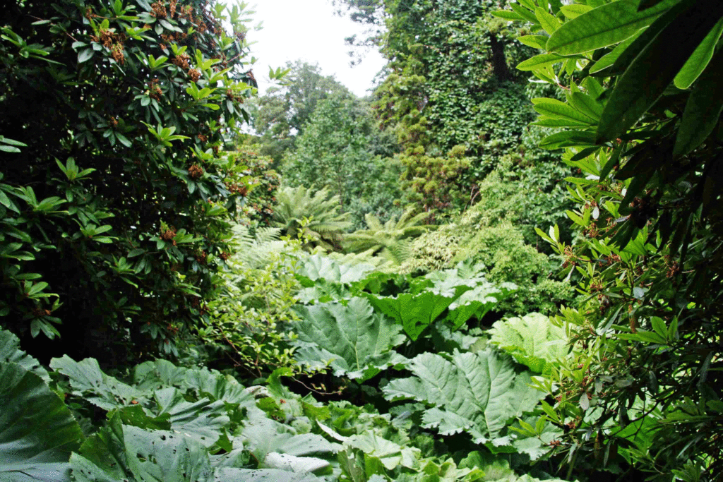 Riesenblatt Pflanzen im Lost Garden of Helligan