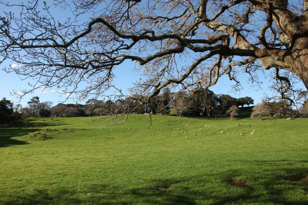 Blick über Schafweiden