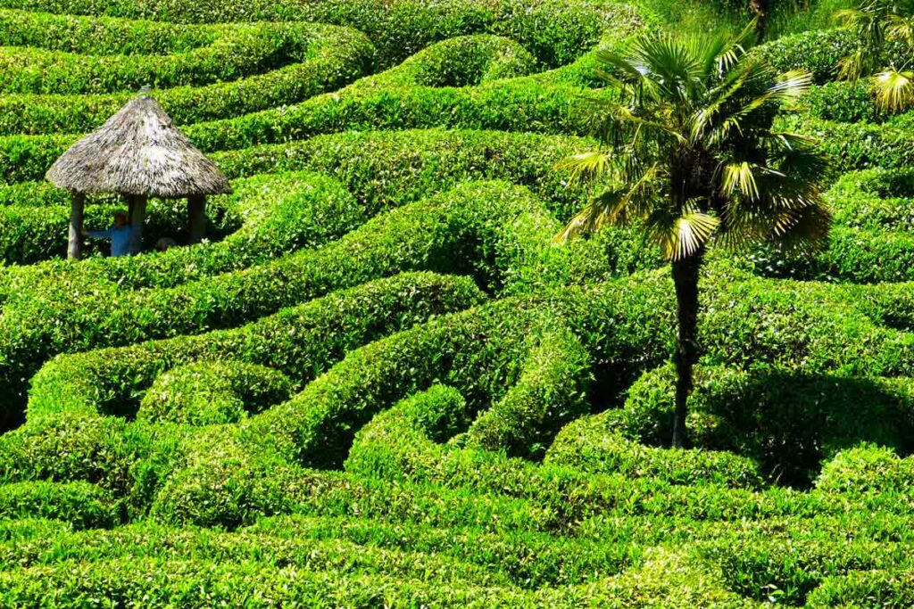 Glendurgan Garden Labyrith