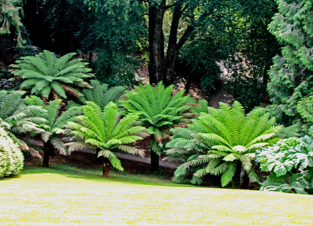 Riesenfarne in Trebah