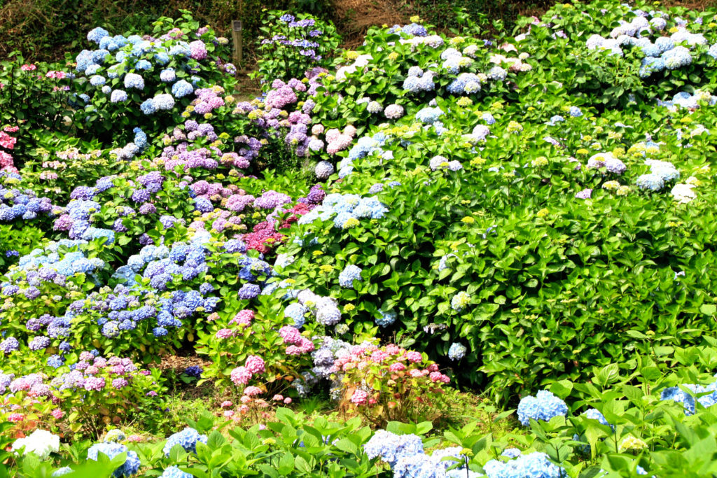 Trebah Hydragena Valley