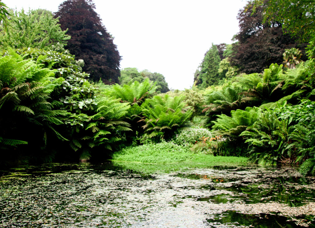 Glendurgan Baumfarne