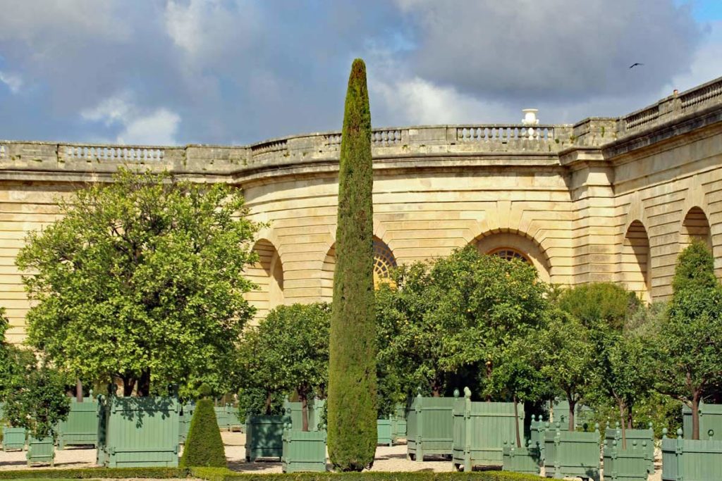 Zypresse in der Orangerie Versaille