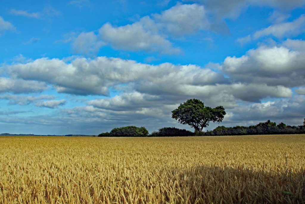 Landschaft in Angeln