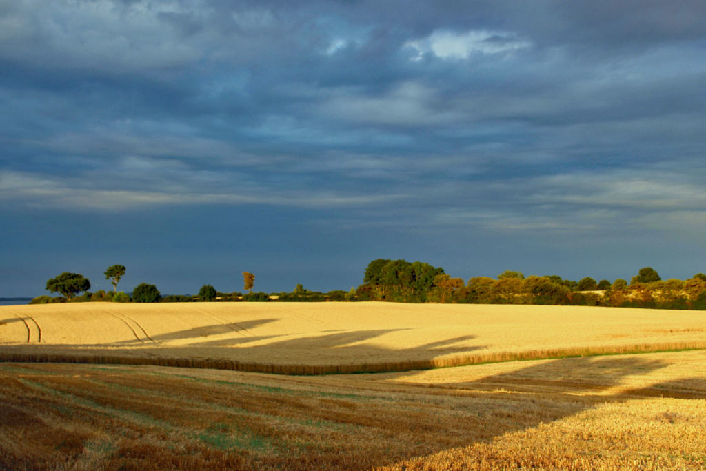 Konrfeld in Angeln Schleswig Holstein