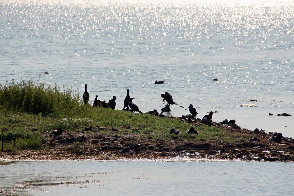 Kormorane auf Holnis