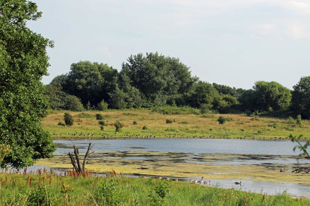 Brandenten auf Holnis
