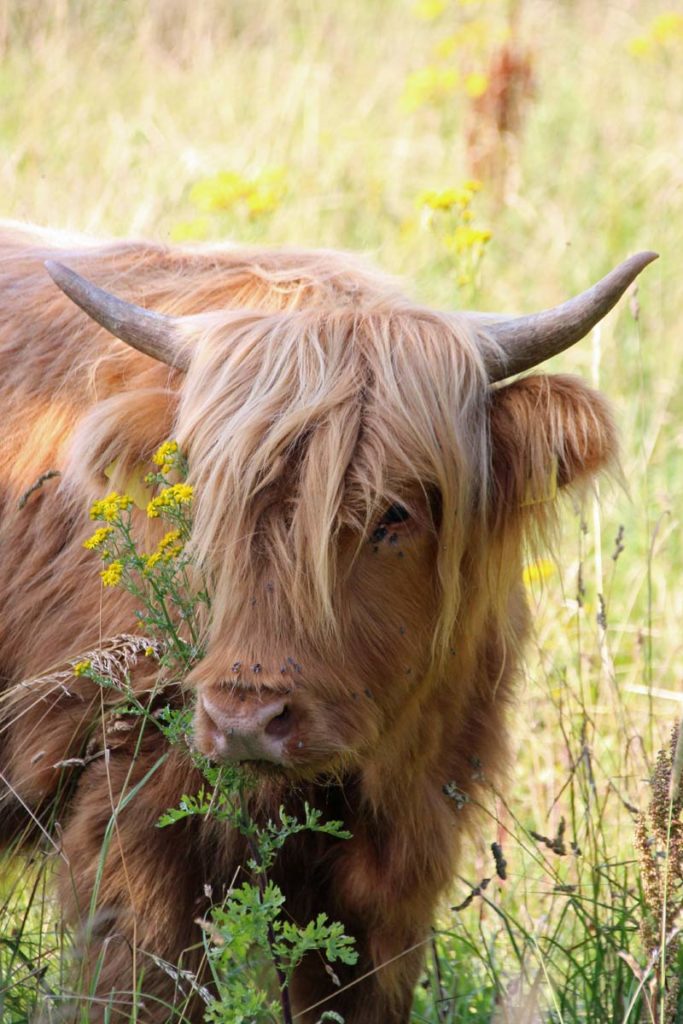 Nahaufnahme Highlandrind