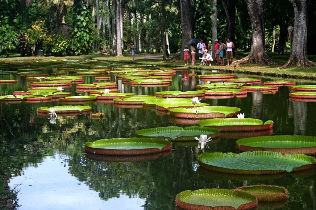 Garten von Pamplemousse Seerosenteich