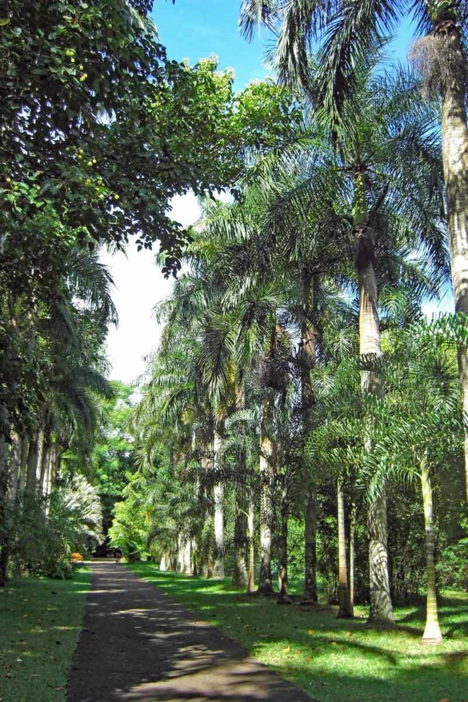 Flaschenpalmen allee