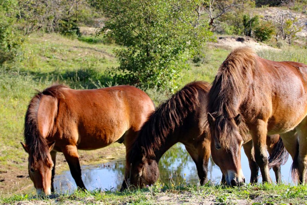Exmoorponys in oostvoornse Duin