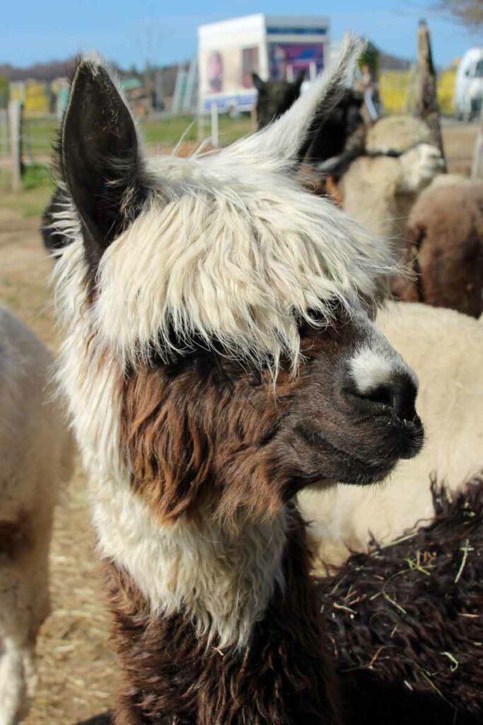 Alpaka Silvester