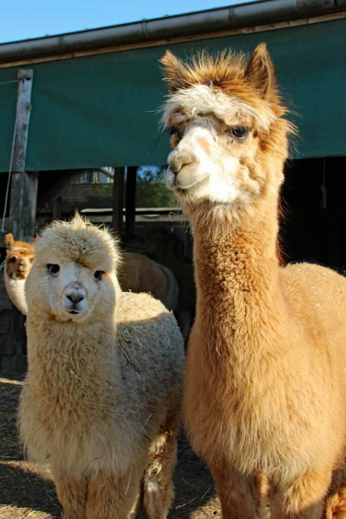 alpakas