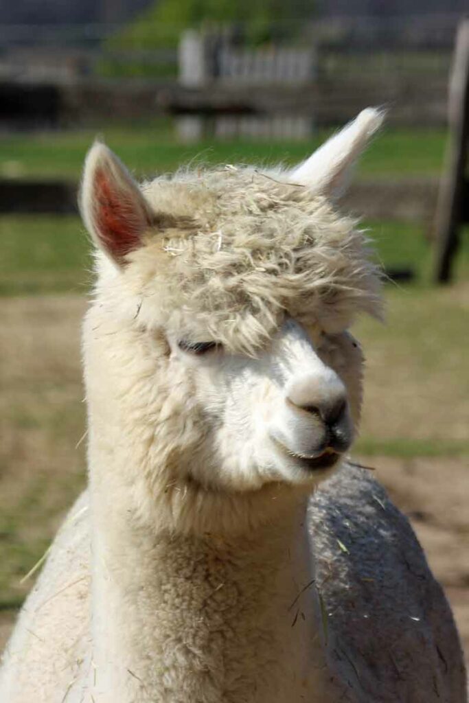 Junges Alpaka