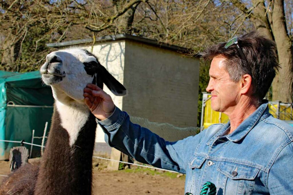 Lama wird gestreichelt