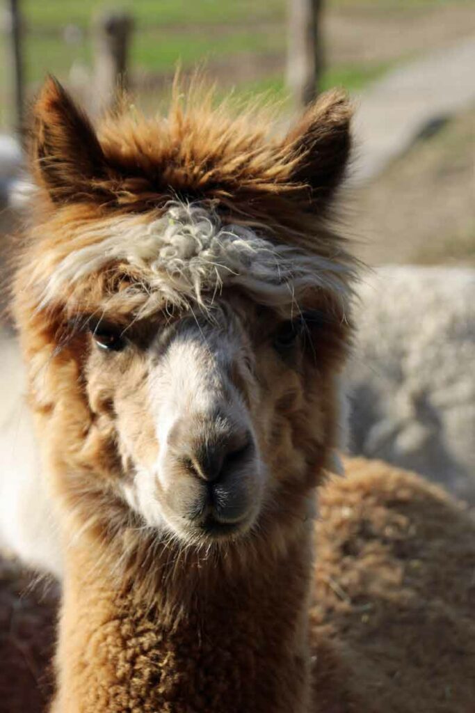 alpaka Kopf