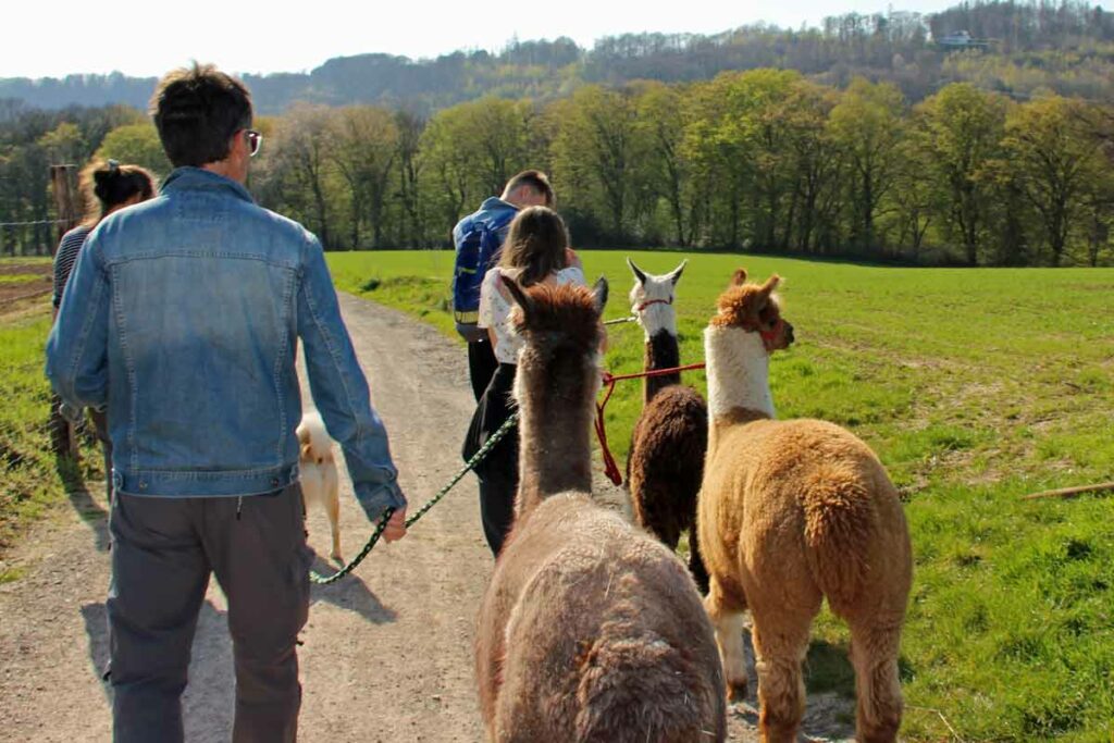Alpakawanderung