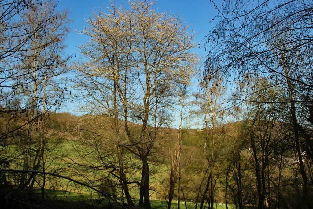 Wiese im Bergischen Land