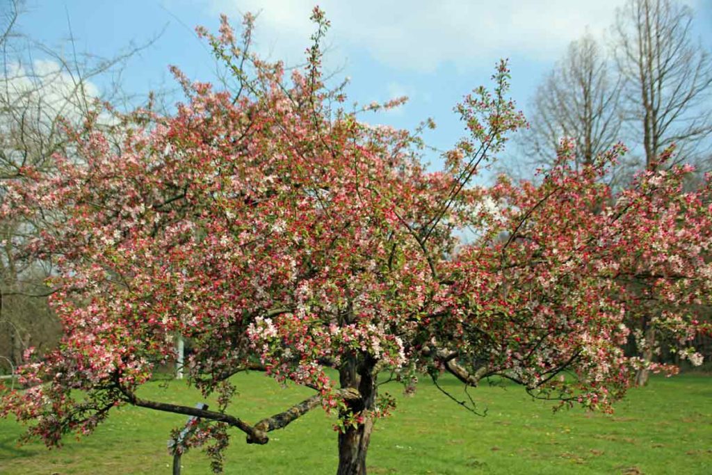 blühender Baum Friedenswald