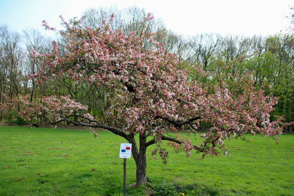Blühender Baum Friedneswald