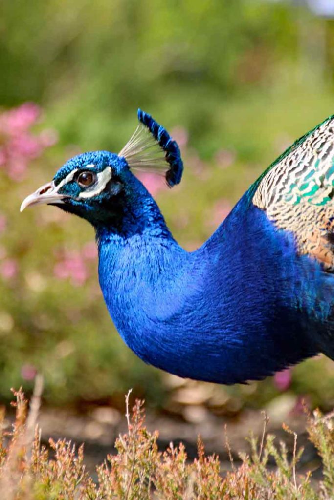 Pfau im Forstbotanischen Garten Köln