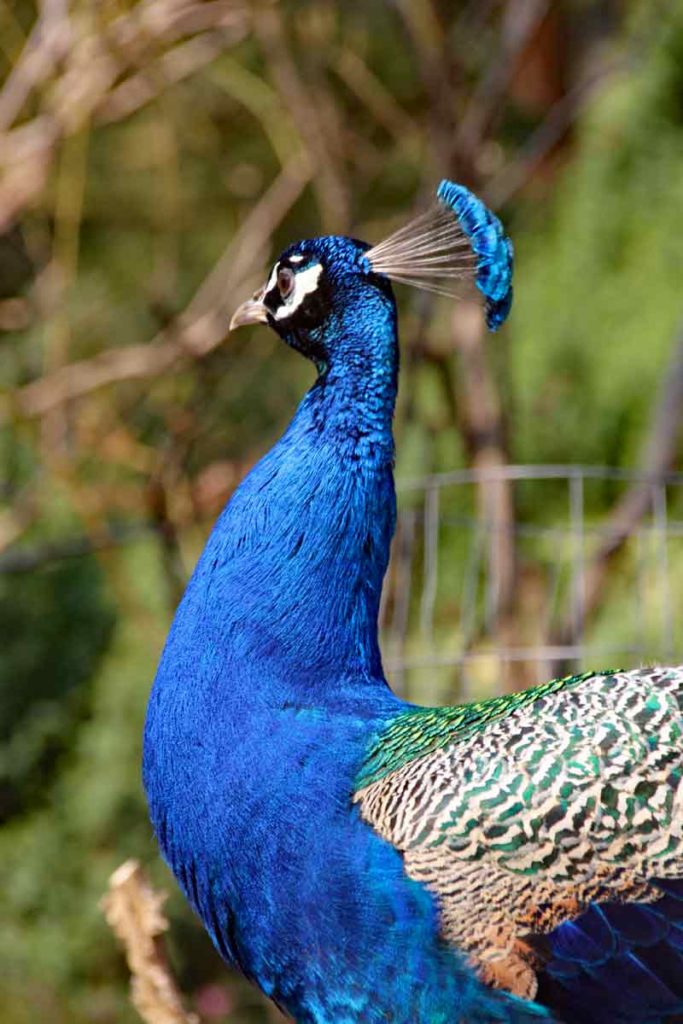 Pfau
