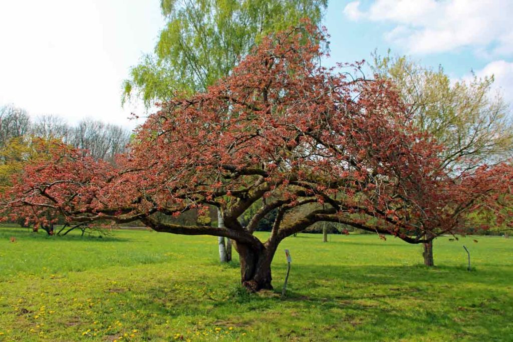 Baum im Friedenswald